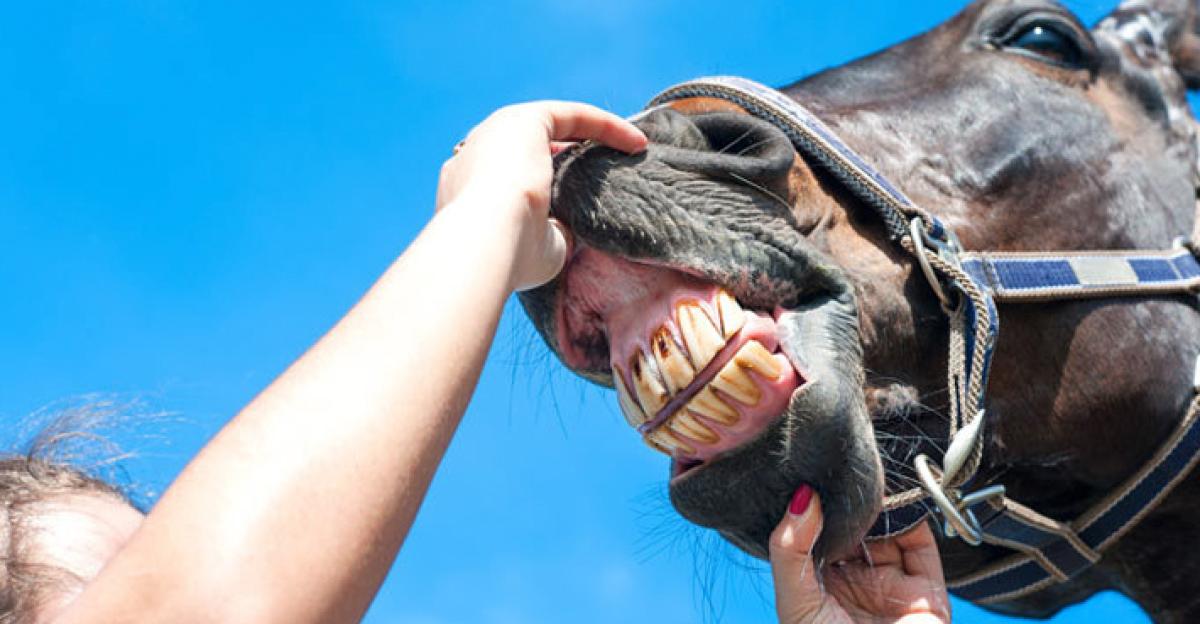 <p>Distriktsveterinärerna har släppt en poddserie om hästens tänder. I tre avsnitt berättar veterinärerna hur hästens ålder påverkar tandhälsan.</p>
