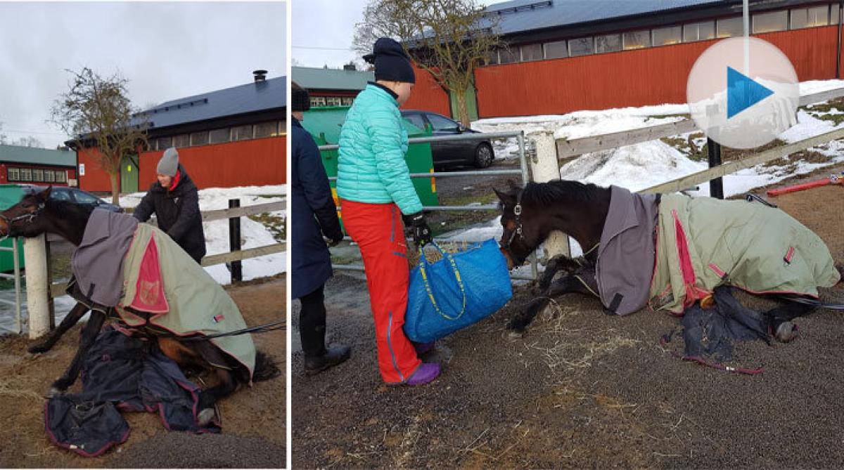 <p>Äntligen har det vänt för Skånsta. Från och med 4 mars har man börjat nedräkningen av 28 karensdagar. En som är på bättringsvägen är ponnyn Rosa.