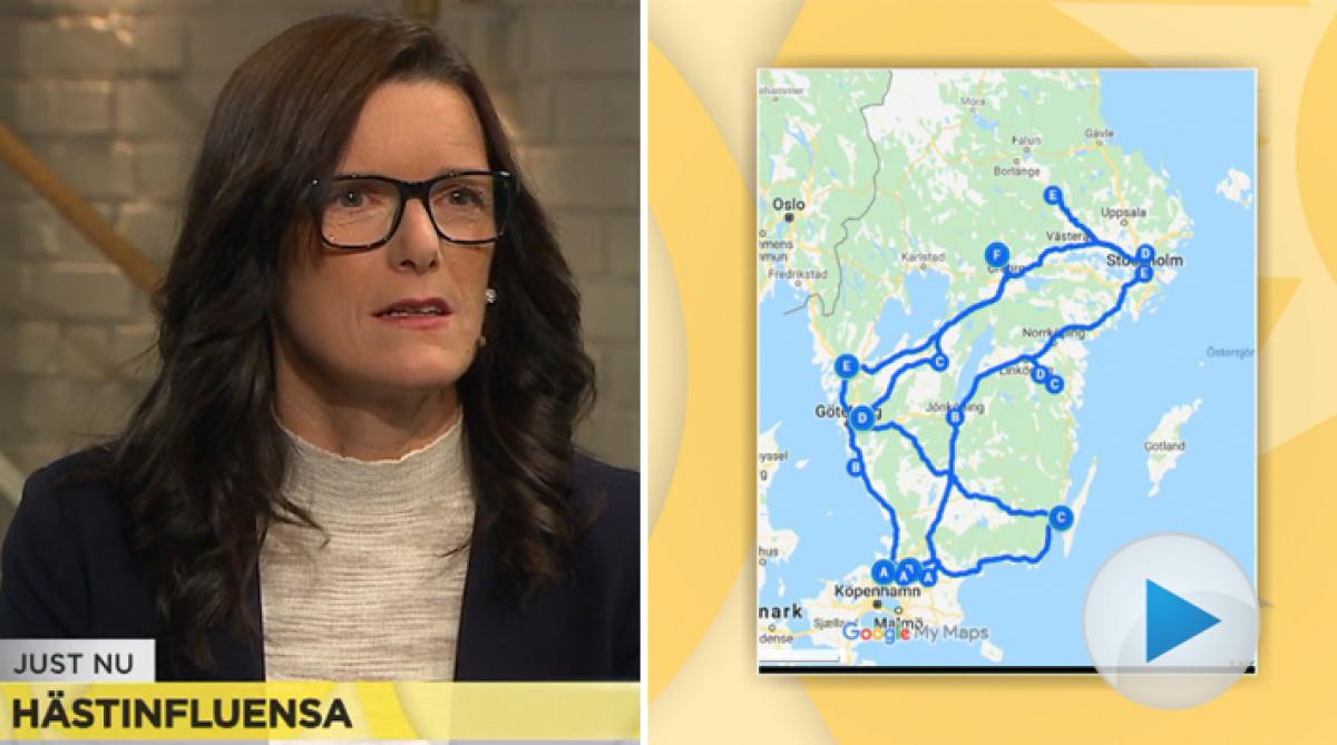 Fyra fall av hästinfluensa har konstaterats i Sverige. Smittspårning visar att smittan kom med lastbilar som har åkt runt i landet för att lämna importer.