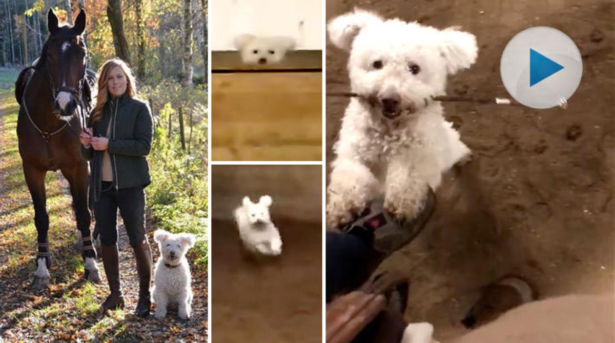 Sophie Bergqvists ursöta hund agerar ”spökalle”, så att matte slipper sitta av när hon har tappat sitt spö. Kan man lära vovven att bära bommar också…?