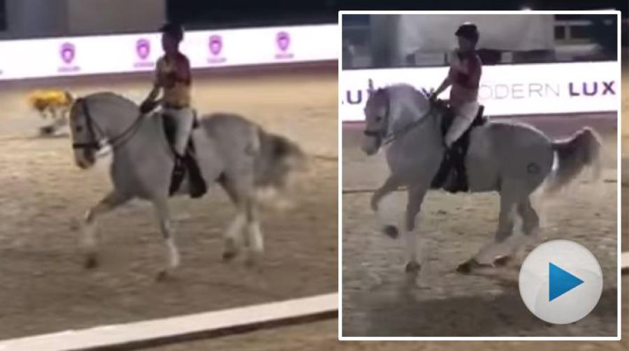 Häromdagen fick publiken i Wellington uppleva något utöver det vanliga. Europamästaren  Martin Fuchs tävlade nämligen i dressyr under ett triathlon.