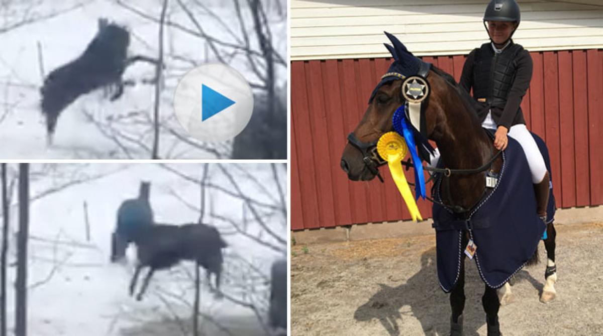 19-åringen Biggi är en levnadsglad ponny och hans matte Ronja Simonsson lyckades fånga glädjesprången tidigt en morgon.