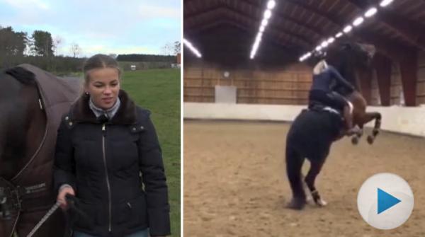 Ebbas häst blev oridbar strax efter köpet