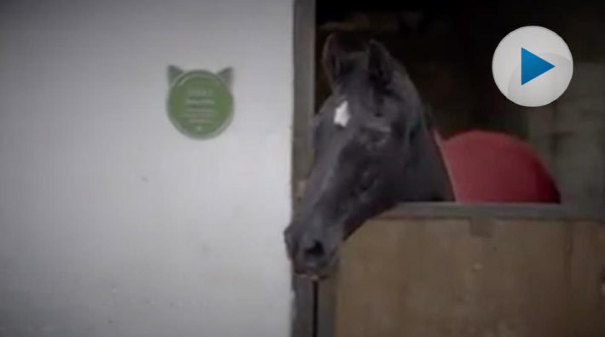 29-åriga hästen Billy spelade Black Beauty på film – förärades med plakett