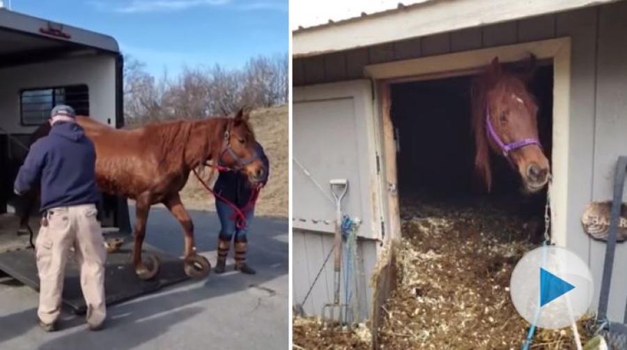 När hästarna hittades på gården i USA var de instängda av stora högar med gödsel. De hade sår och hovarna hade inte verkats på mycket lång tid.