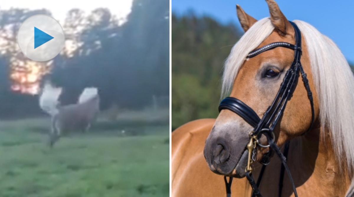 <p>När Klara Johansson i Dalarna kom ner till hästarnas hage upptäckte hon att de hade fått oväntat besök. Längs med staketet gick nämligen en räv. Det gillade inte haflingern Jasmin Bogö, som raskt j...