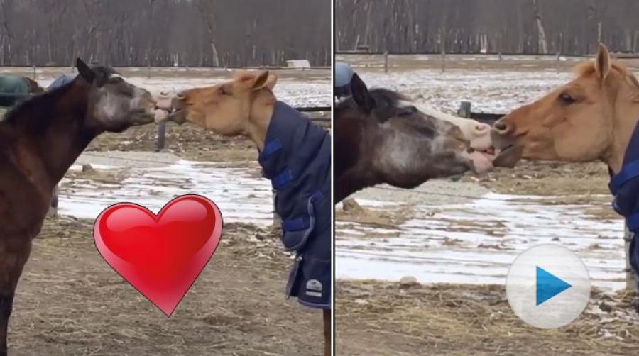 <p>Hästar är ju väldigt sociala djur och många av dem har en favorit i gruppen. De här två tar kärleken till en helt ny nivå – med riktiga kyssar.
