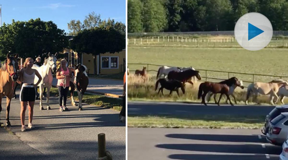 Tio av ridskolans ponnyer tog en tur i centrum: "Telefonkedjan gick snabbt i gång"