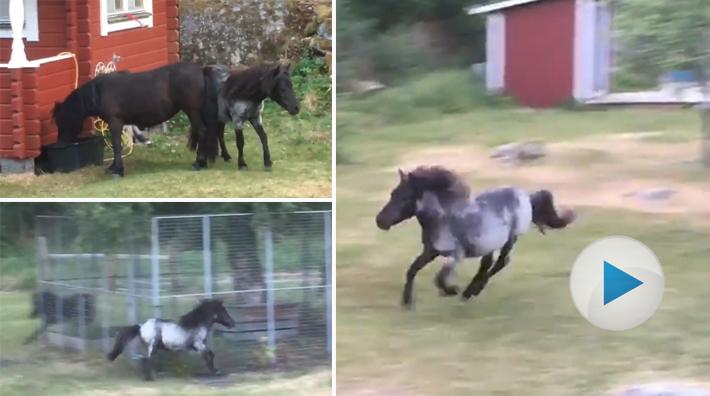 När det dundrar av hovar i trädgården: ”Smågangstrarna har kvällsrycket”
