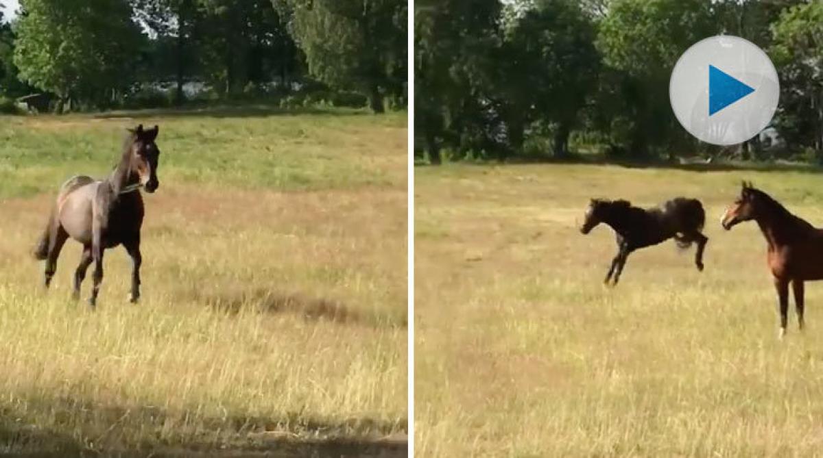 Polishästen Rurik och kompisarna är på sommarlov