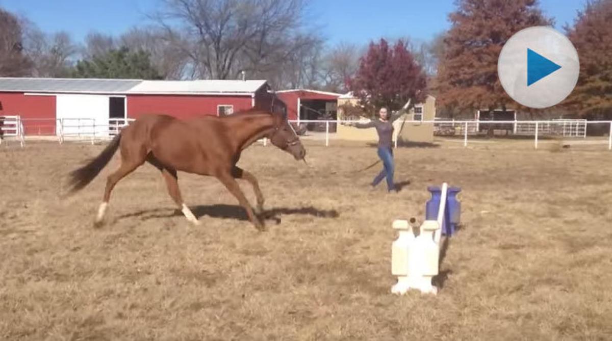 Stoet som överreagerar lite innan hindret