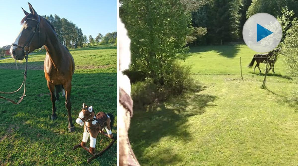 Douglas hälsar glatt på gunghästen