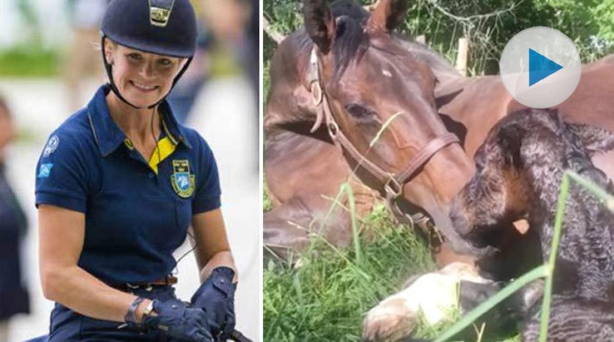 Jeanna Högbergs Darcia VH har blivit mamma