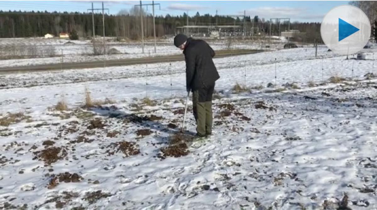 Det som göms i snö – påsken är räddad för Hestsambon