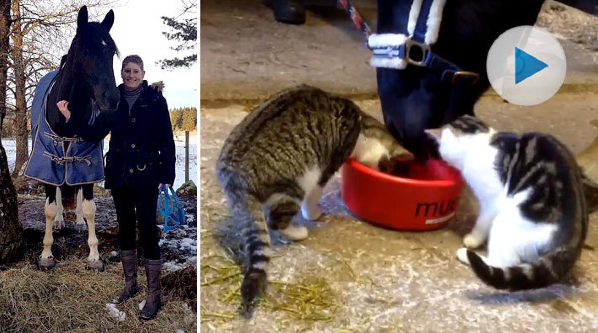 Painstoet Gaya älskar katter – och hjälper matte genom en tuff tid