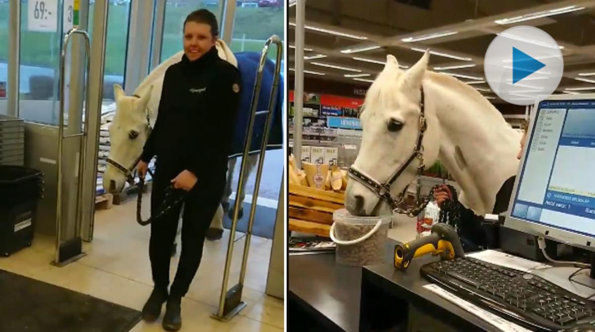 Här följer Mr P med matte in i butiken – och passar på att äta godis