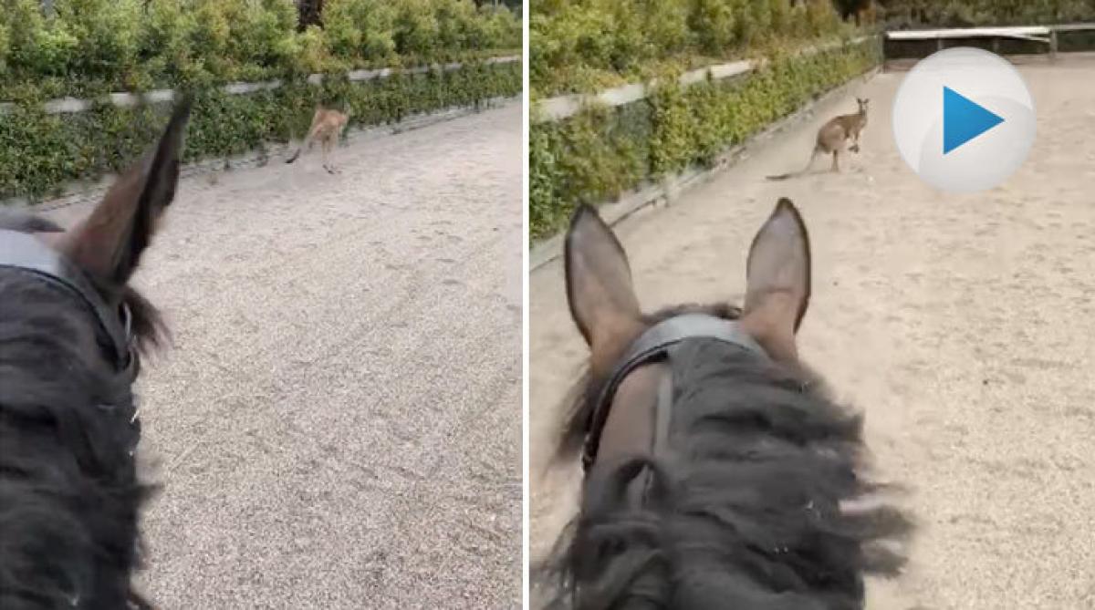 Oväntat besök på ridbanan