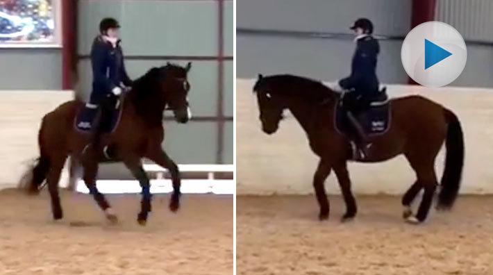 Dressyrnestorn Contact, 27 år, kan fortfarande ”piff och puff”