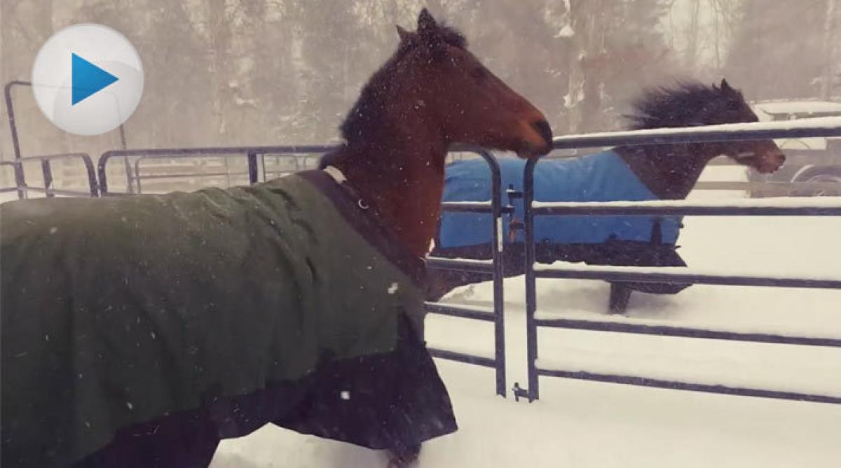 När det snöar stannar hästarna helst inne