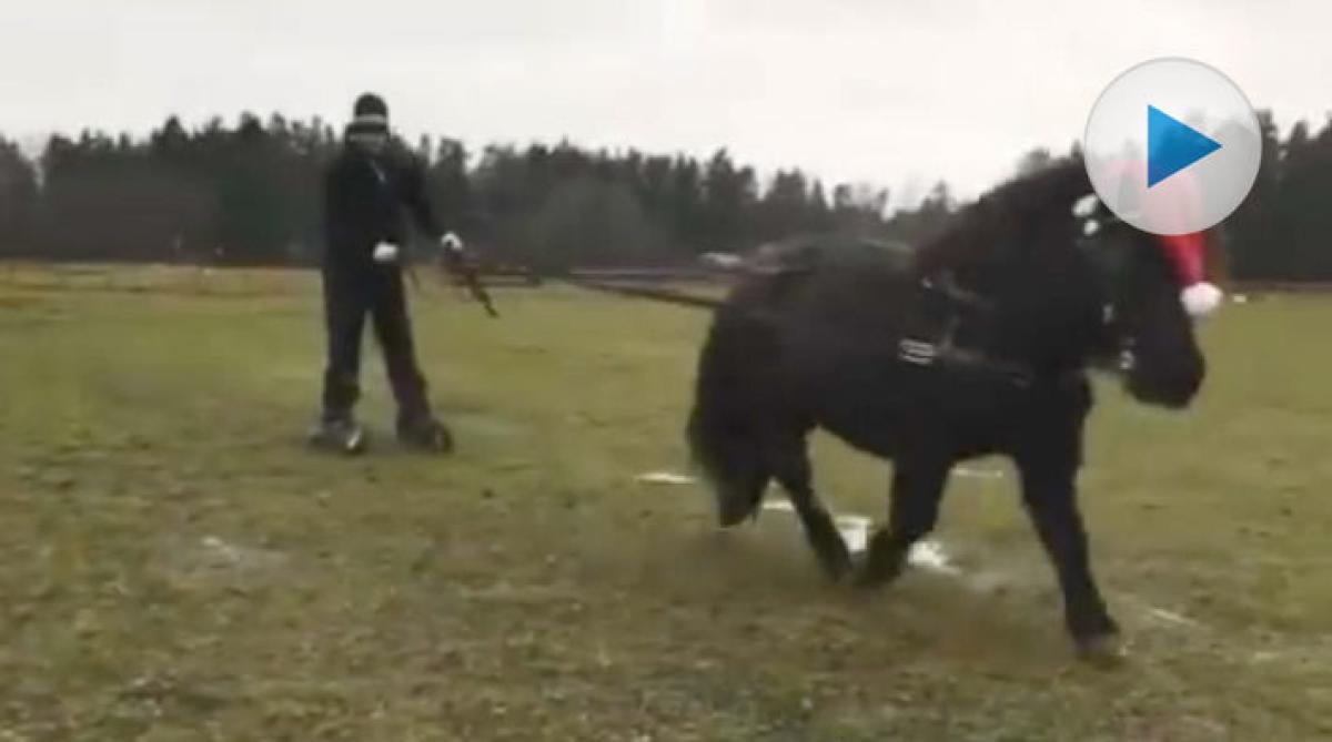Grön jul stoppar inte Anton och shettisen Monsun