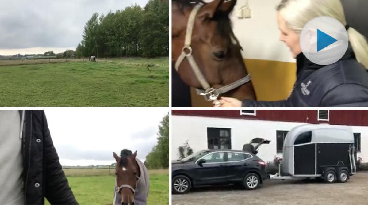 Hestsambon avslöjar urljudet av kärlek till hästen