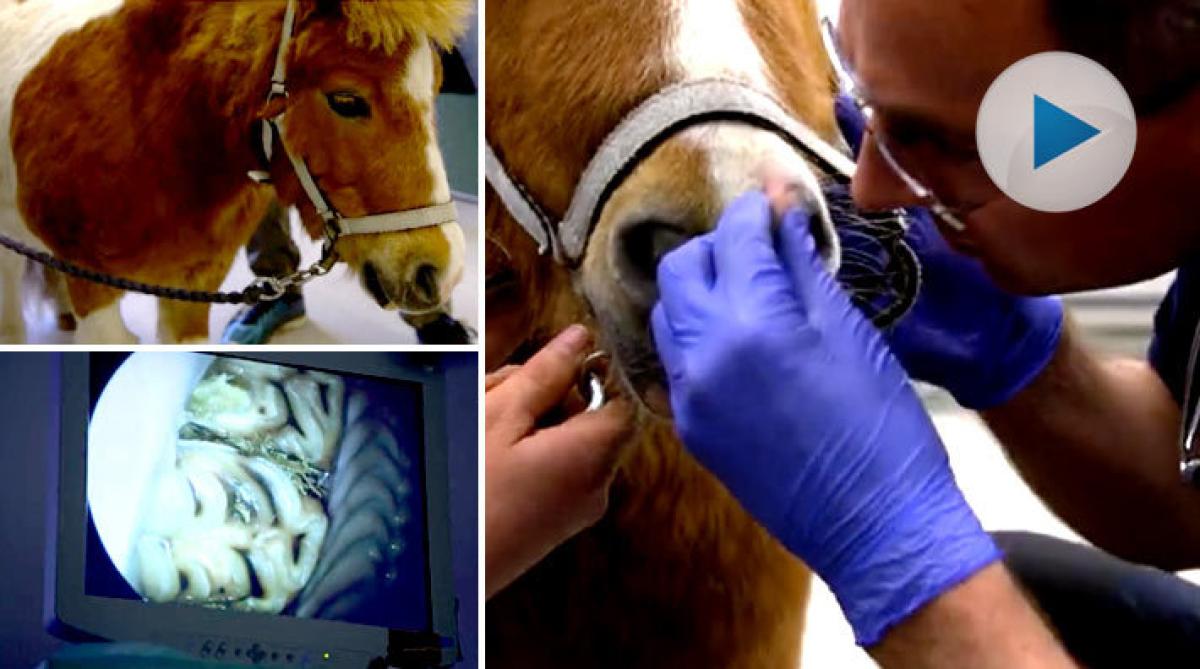 Ponnyn "Liten" luktar illa ur näsan – veterinären hittar orsaken i hans mun