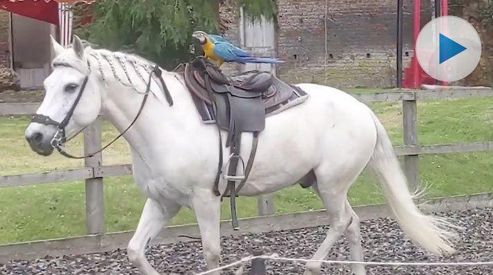 <p>Papegojan Poppleguy gillar att prova nya saker, som till exempel att rida. Naturlig talang för ridsport eller en osedvanligt snäll häst? Döm själva...