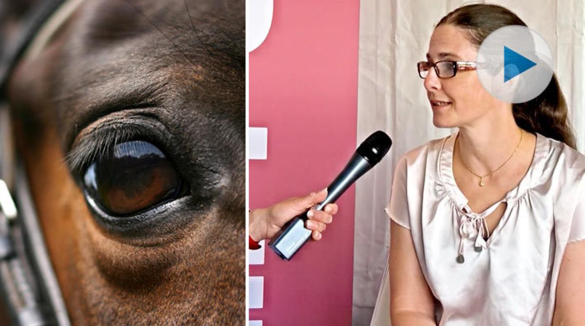 Forskaren Lena Ström: ”Hos hästen är synen extra viktig”