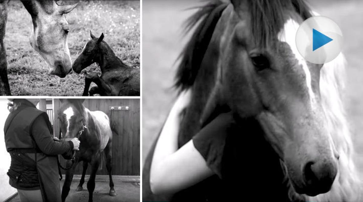 Jenny gjorde en minnesfilm för att bearbeta sorgen: ”Vi har bara hästarna till låns”