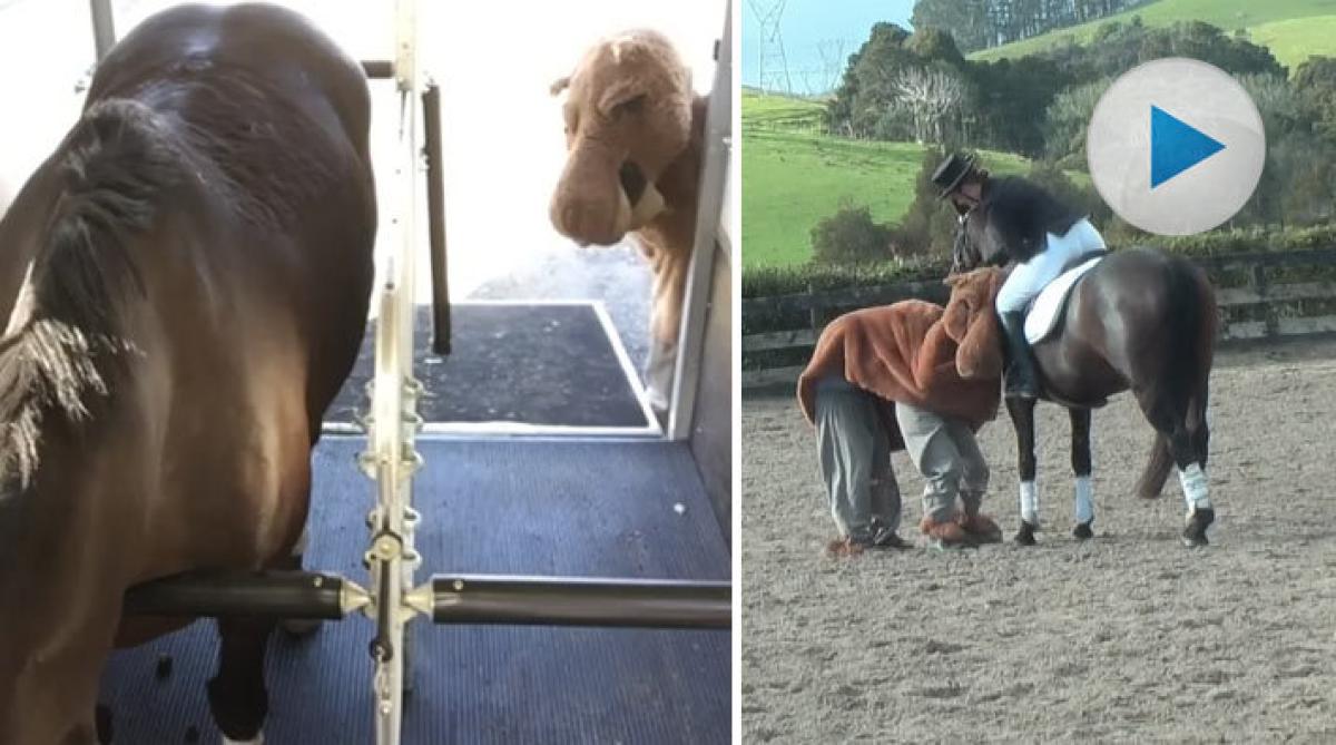Inte ens en lama skrämmer hästen Pumba