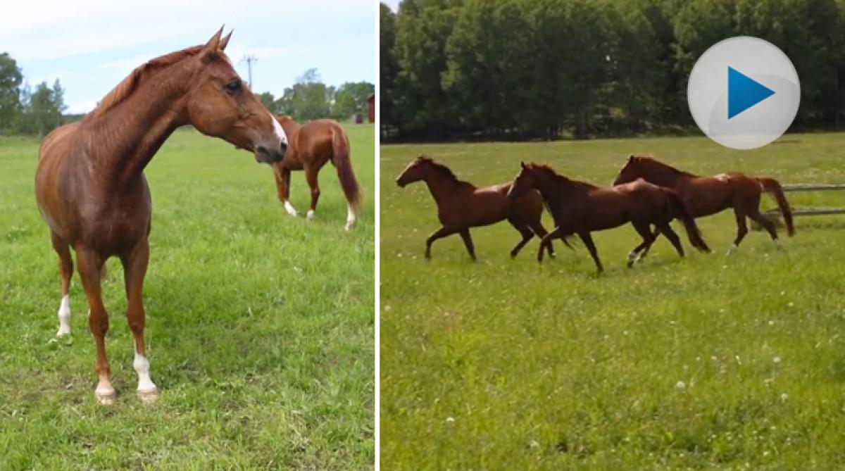 Betessläpp för högvaktshästarna – full galopp på gröna ängar