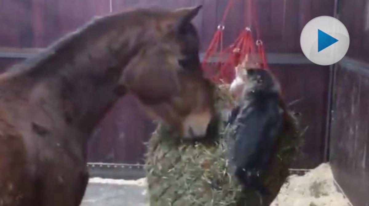 När katterna använder höet som sänghalm