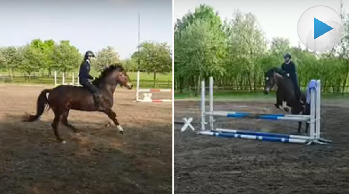 Olivia glömde sadel och träns – hopptränar i grimma