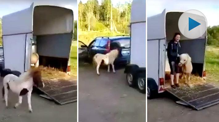 Minihingsten Batman letar efter kompisen runt och framför hästsläpet – men i…?