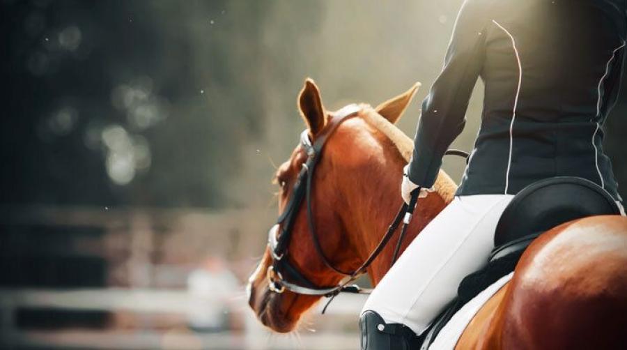 Hästvälfärden i centrum när SvRF utreder onlinetävlingar