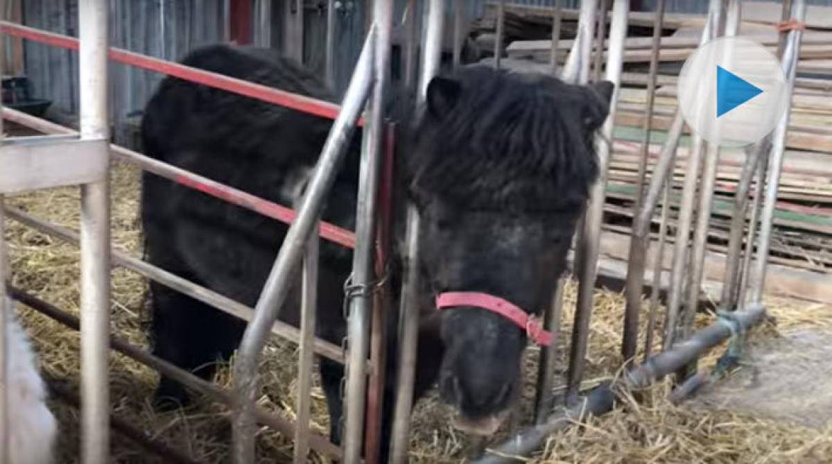 Hoppas kunna ge ponnyerna de hem de förtjänar