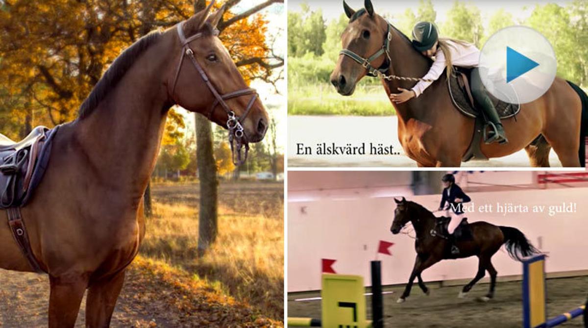 Linnea Ranjes charmiga annonsfilm gick hem – enögda hopphästen Fly Rutger såldes på nolltid