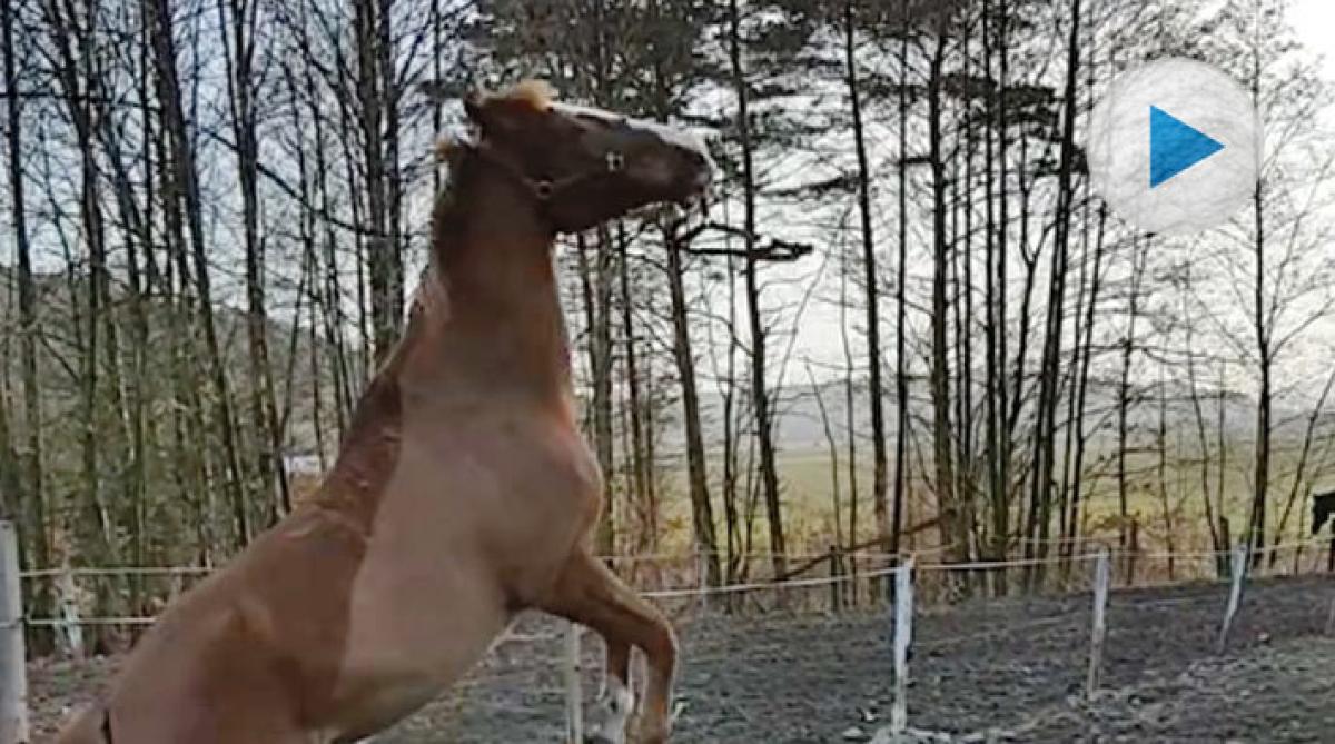 Gidalgo använder grimman på sitt eget vis