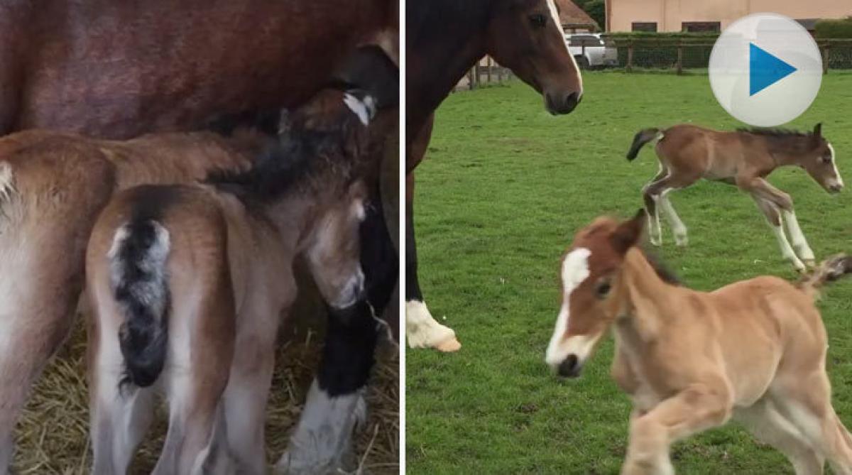 Tvillingarna Tilly och Lilly – överlevare trots alla odds