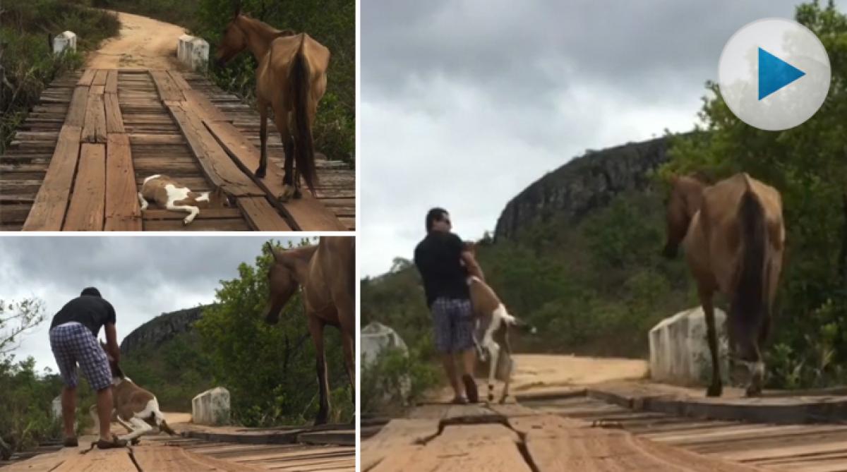 Fölräddningen som blivit viral – modig man hjälper vildhäst