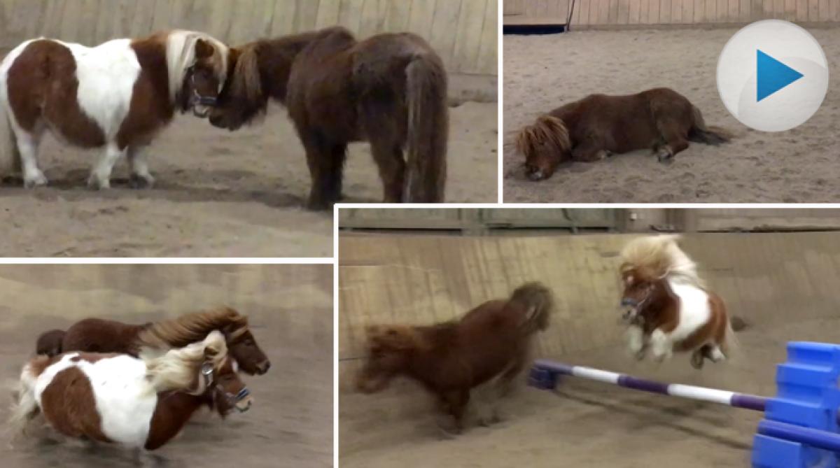 När bästisarna tar över ridhuset – kolla in minishettisarnas underbara lek