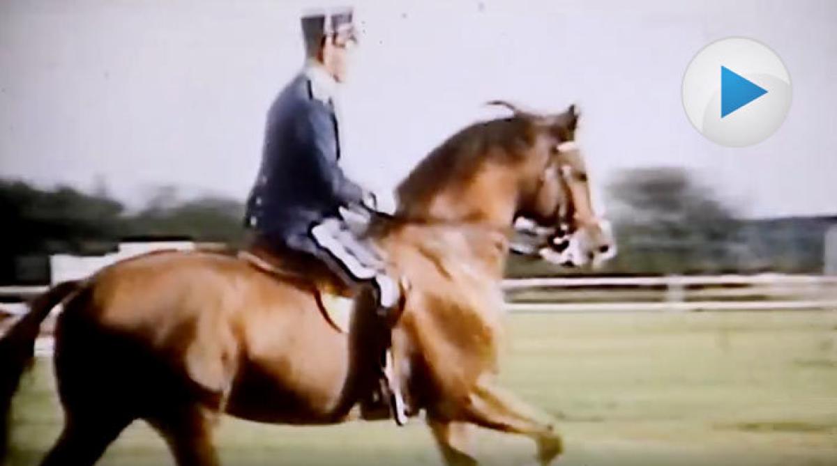 Hingstnostalgi: Gaspari – med Yngve Viebke i sadeln