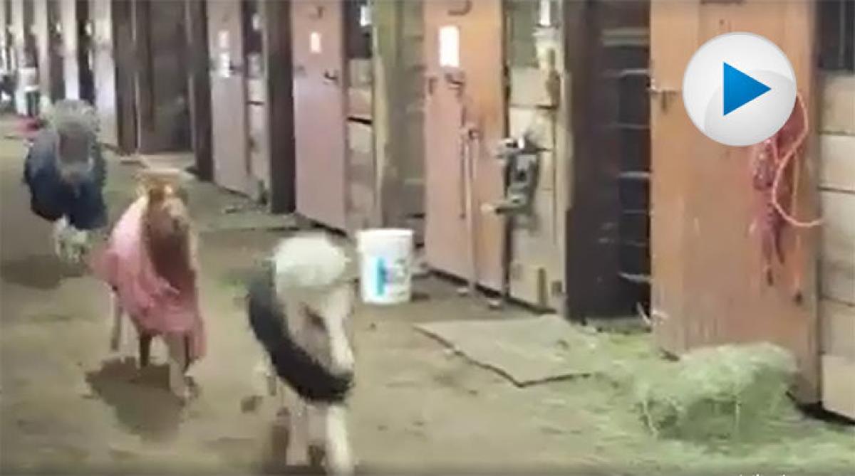 Sötchock när minihästar leker jage i stallgången