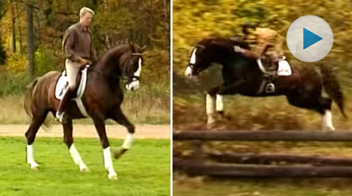 Med anledning av att legendariska Briar fyller 30 år gör vi en tillbaka blick  till när hingsten var i början av sin karriär. I klippet var han blott fem år gammal.