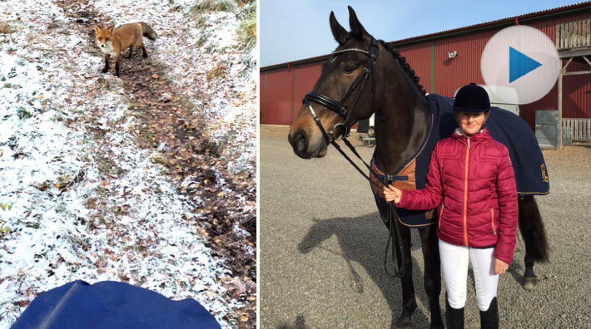 Patricia fick rävsällskap på ridturen: ”Den var totalt orädd!”