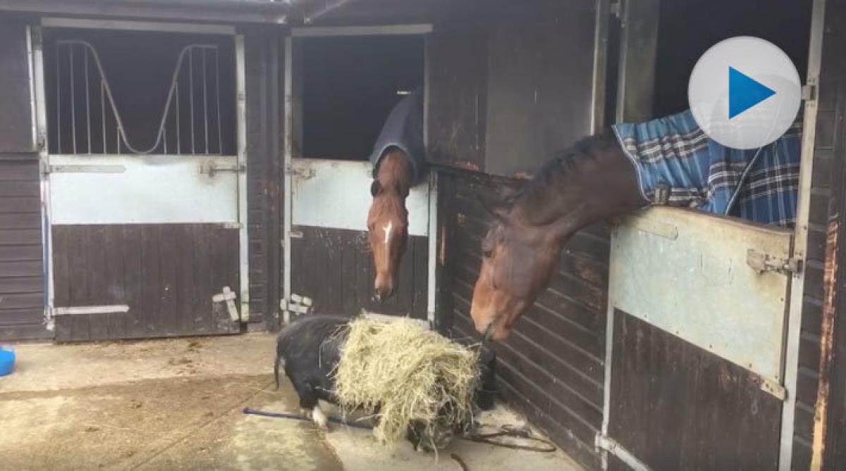 "Grymt" rolig stalledräng