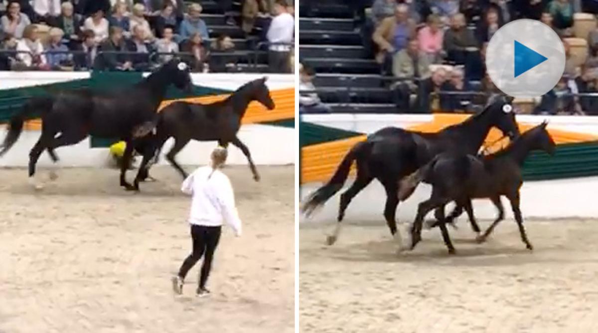 Föräldralösa Konstantin dyrast på auktion – såldes för nästan 800 000 svenska kronor