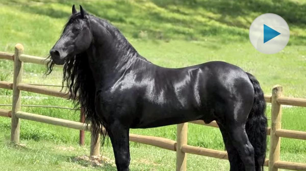 Är friesern Fredrik världens vackraste hingst?