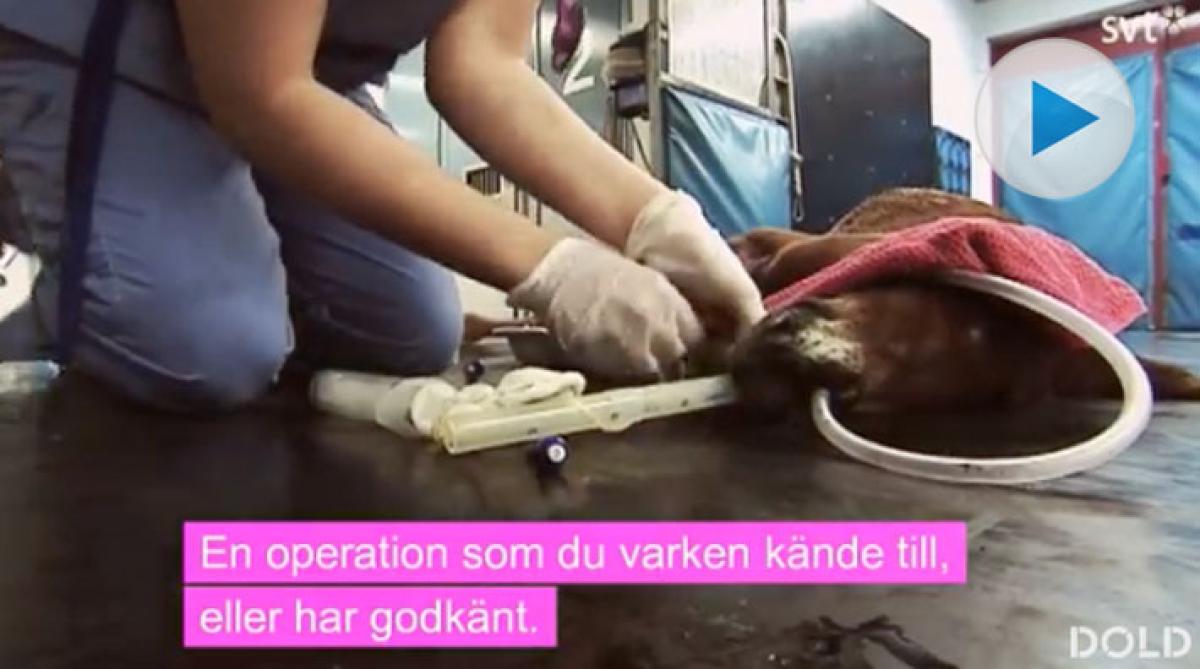 SVT granskar – fuskas det inom djursjukvården?