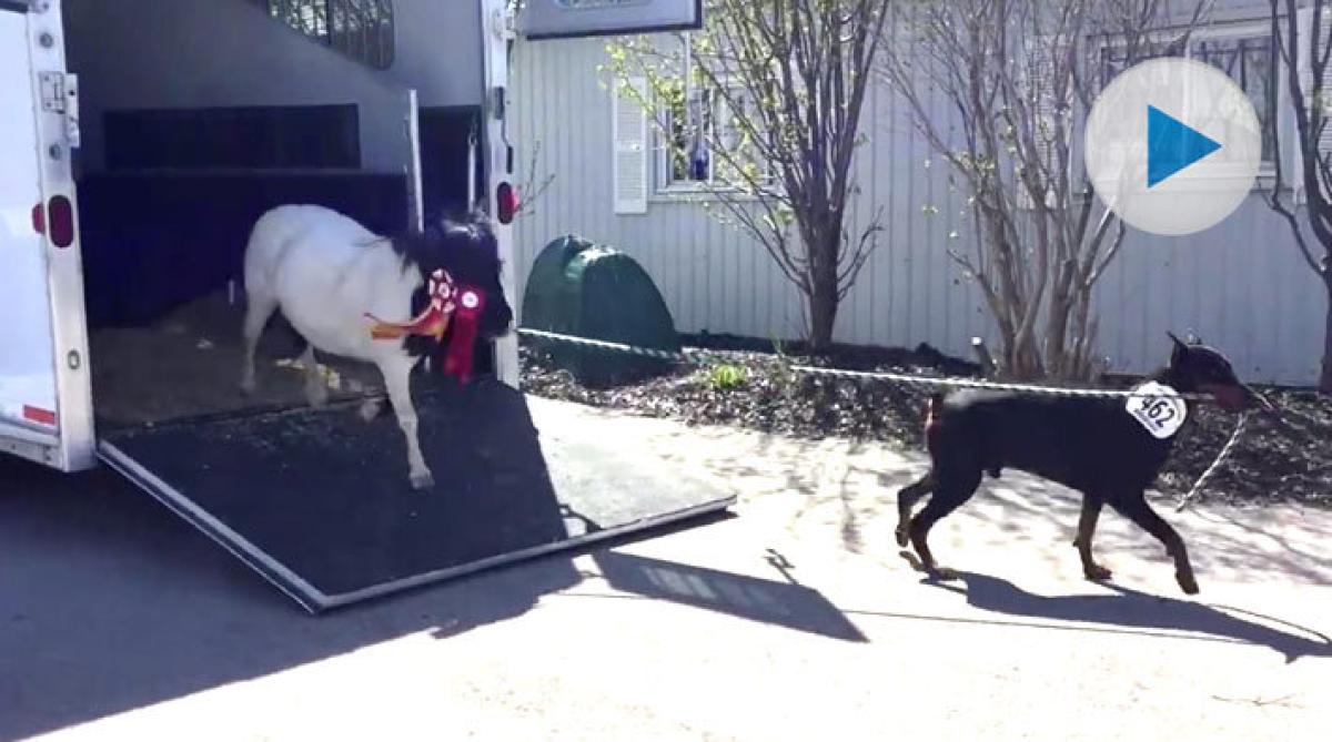 Hunden Baron hjälper matte att lasta och grooma